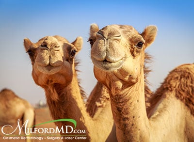 NPR reported on camels being disqualified in a beauty pageant in Saudi Arabia because the animals were treated to Botox to enhance their looks.